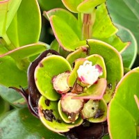 Syzygium rotundifolium Arn.